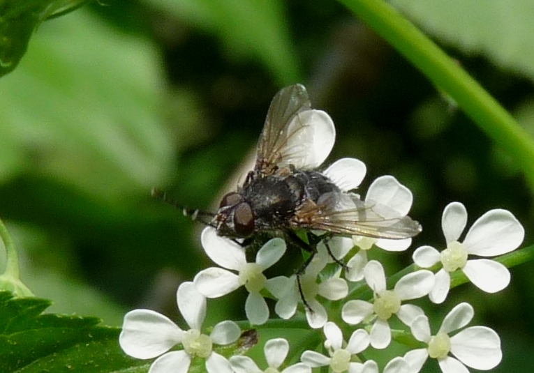 Mosca su ombrellifera: Pollenia sp. (Calliphoridae).